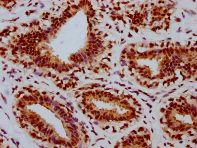 Phospho-RB1 (S780) Recombinant Monoclonal Antibody - image 1