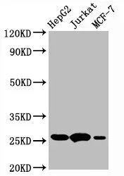 BCL2 Recombinant Monoclonal Antibody - image 1