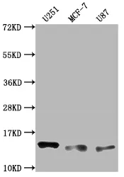 TNFRSF12A Recombinant Monoclonal Antibody - image 1