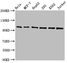 CDC5L Recombinant Monoclonal Antibody - image 1