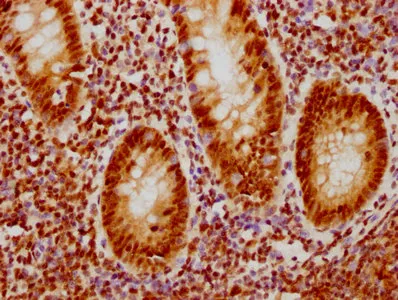 CDC5L Recombinant Monoclonal Antibody - image 2