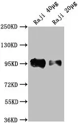 CD19 Monoclonal Antibody - image 1