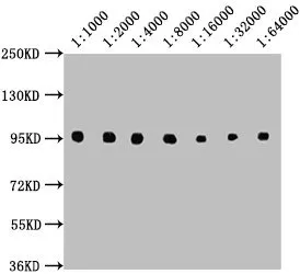 CD19 Monoclonal Antibody - image 2