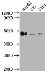 HLA-G Antibody - image 1