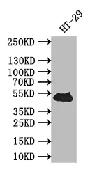 TP53 Recombinant Monoclonal Antibody - image 1