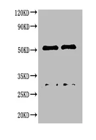 Rabbit anti-Canine IgG Antibody - image 1