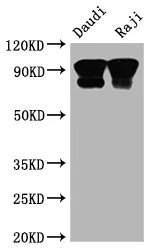 CD19 Recombinant Monoclonal Antibody - image 1