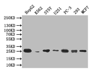 CTLA4 Recombinant Monoclonal Antibody - image 1