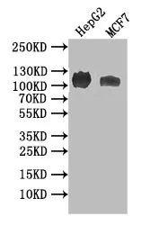 NPR2 Recombinant Monoclonal Antibody - image 1