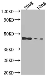 Non-structural polyprotein Antibody - image 1