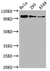 Phospho-FOXO3 (S253) Recombinant Monoclonal Antibody - image 1