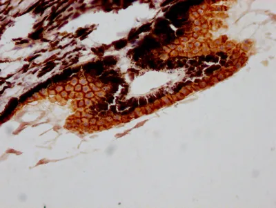 RPE65 Recombinant Monoclonal Antibody - image 1
