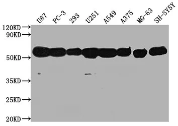 TUBA1A Monoclonal Antibody - image 1