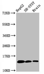 Mono-methyl-Histone H3.1 (K36) Recombinant Monoclonal Antibody - image 1