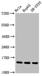 Mono-methyl-Histone H3.1 (R17) Recombinant Monoclonal Antibody - image 1