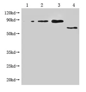 Enterobacteria phage M13 III Monoclonal Antibody - image 1