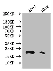 Phospholipase A2 Antibody - image 1