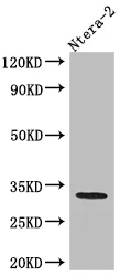 CASP3 Recombinant Monoclonal Antibody - image 1