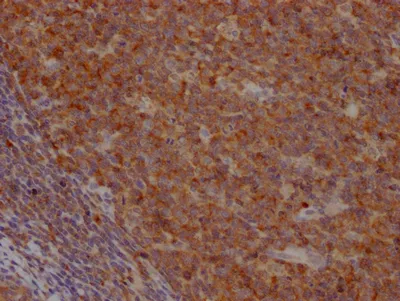 CASP3 Recombinant Monoclonal Antibody - image 2