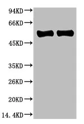 Rubisco (Large Chain) Monoclonal Antibody - image 1