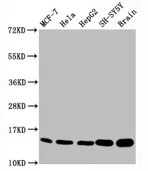 Mono-methyl-Histone H3.1 (K18) Recombinant Monoclonal Antibody - image 1
