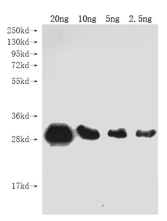 Genome polyprotein Antibody - image 1