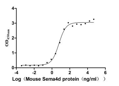 Recombinant Mouse Semaphorin-4D (Sema4d) , partial (Active) - image 1