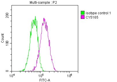 STAT3 Recombinant Monoclonal Antibody - image 1