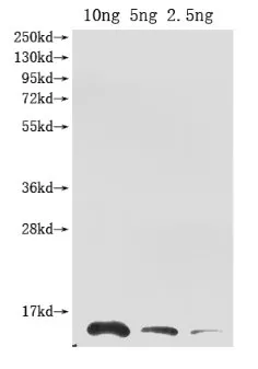 Ribonuclease Antibody - image 1