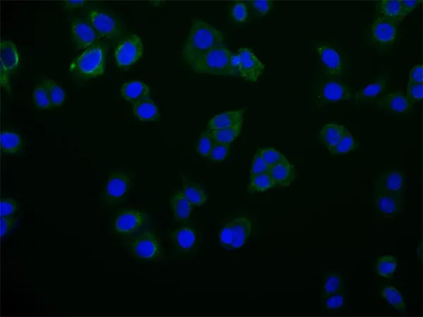 RAB25 Recombinant Monoclonal Antibody - image 1
