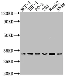 CD8A Recombinant Monoclonal Antibody - image 1