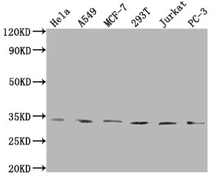 ZNF346 Antibody - image 1