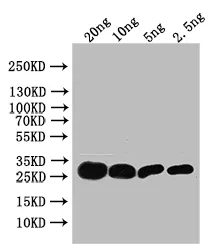TSA Antibody - image 1