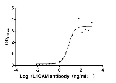 Recombinant Human Neural cell adhesion molecule L1 (L1CAM) , partial (Active) - image 1