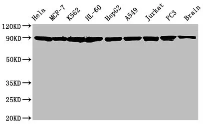 HSP90AA1/HSP90AB1 Recombinant Monoclonal Antibody - image 1