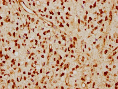 LMNA Recombinant Monoclonal Antibody - image 1