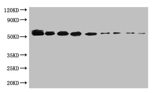 Sumo tag Monoclonal Antibody - image 1