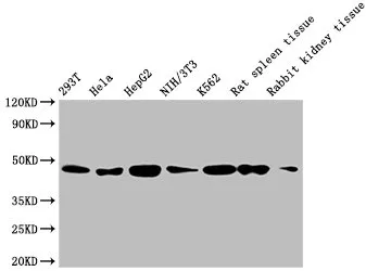 ACTB Monoclonal Antibody - image 1