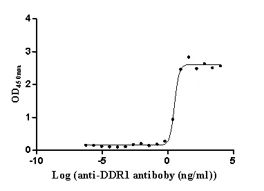DDR1 Recombinant Monoclonal Antibody - image 1