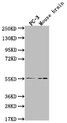 MAPK10 Recombinant Monoclonal Antibody - image 1
