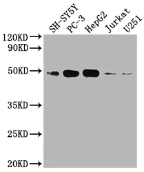 S1PR1 Recombinant Monoclonal Antibody - image 1