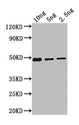 Bifunctional beta-D-glucosidase/beta-D-fucosidase Antibody - image 1