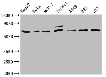 FOS Recombinant Monoclonal Antibody - image 1