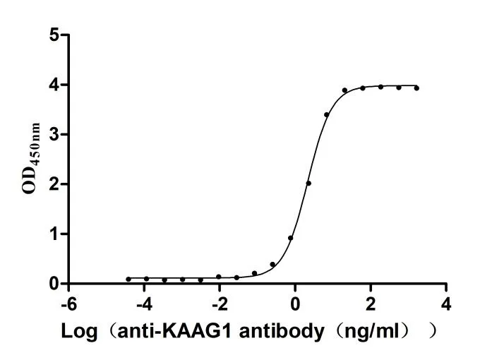 Recombinant Human Kidney-associated antigen 1 (KAAG1) (Active) - image 1