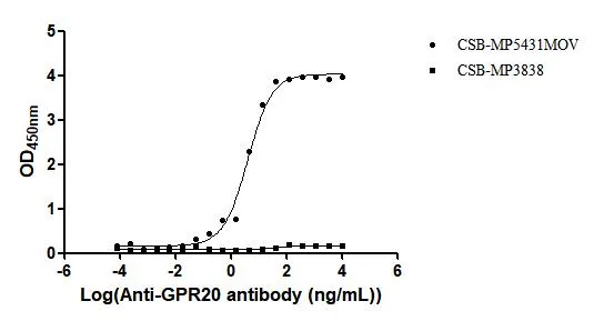 GPR20 Recombinant Monoclonal Antibody - image 1