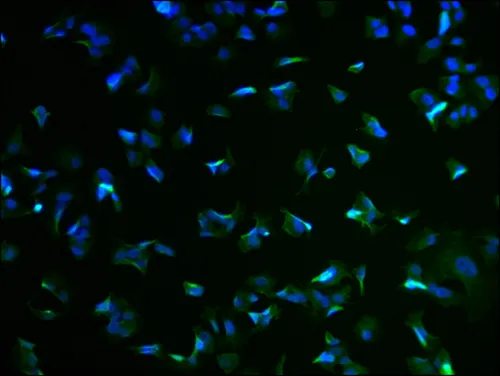 RIMS4 Antibody - image 1