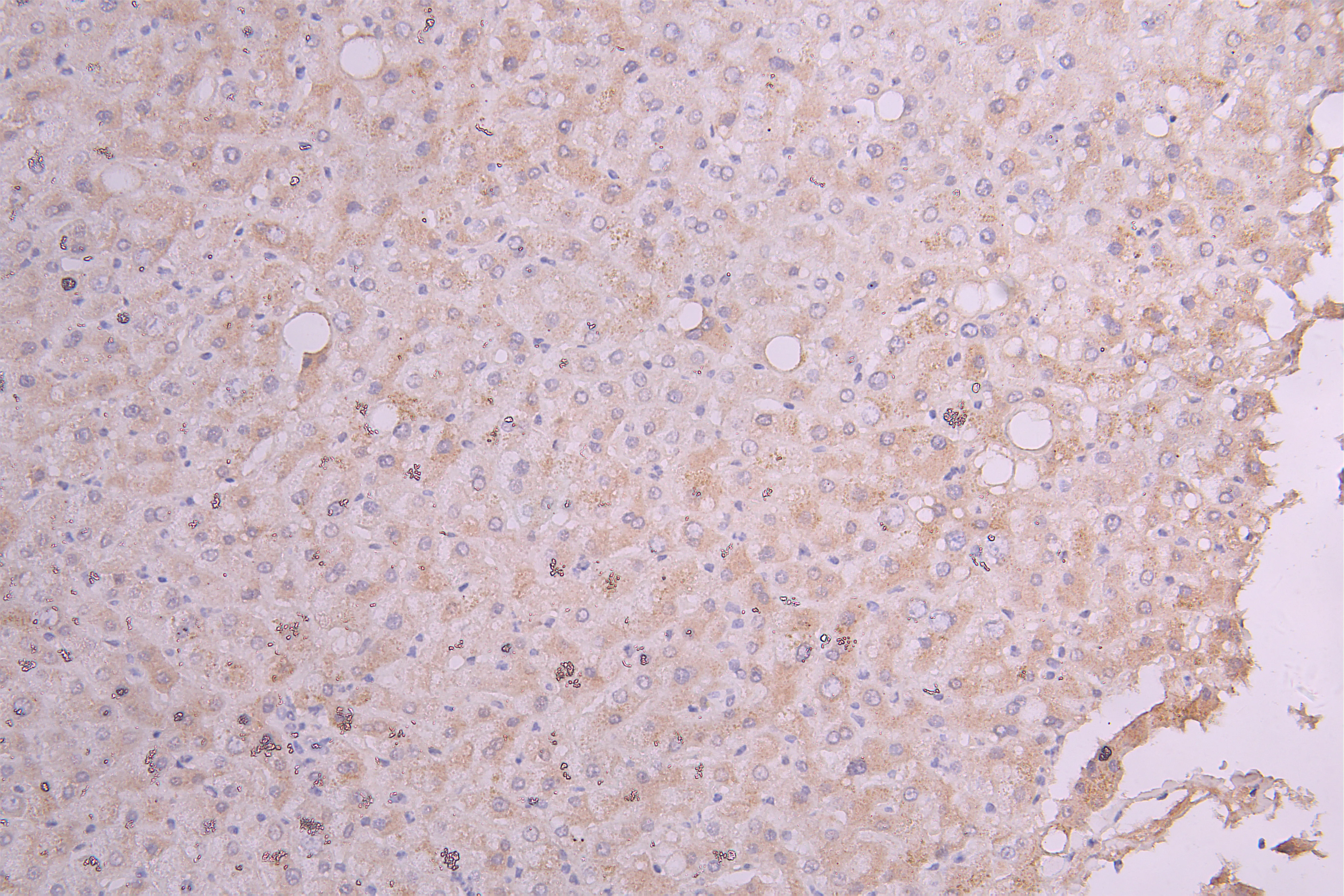 IGF1 Recombinant Monoclonal Antibody - image 1