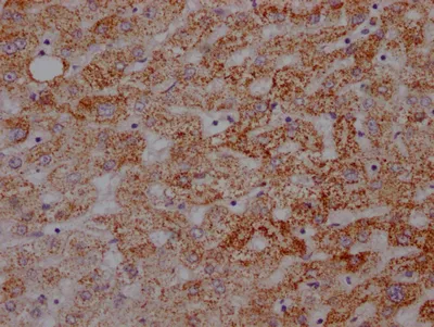 ATP5A1 Recombinant Monoclonal Antibody - image 2