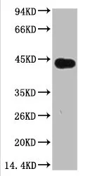 Plant actin Monoclonal Antibody - image 1