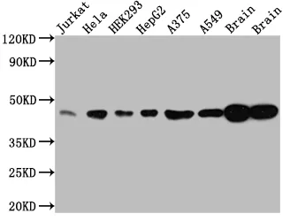 MAPK1 Recombinant Monoclonal Antibody - image 1